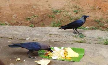 வைத்த சாதத்தை காகம் வந்து எடுக்கவில்லை என்றால், குடும்பத்திற்கு தீராத கஷ்டம் வருமா?