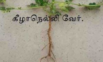 இந்த ஒரு பொருள் உங்கள் பர்சில் இருந்தால் நீங்கள் தான் அதிர்ஷ்டசாலி.